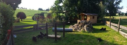 cuccioli di bernese addestrati | Foto 4