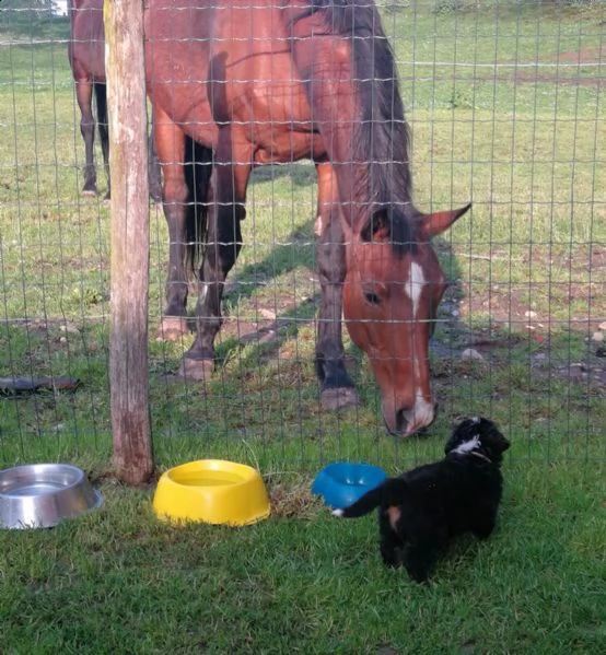 cuccioli di bernese addestrati | Foto 3