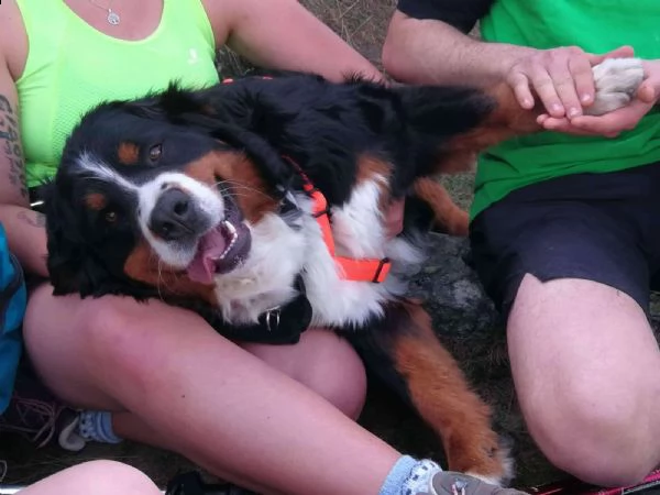 cuccioli di bernese addestrati | Foto 2