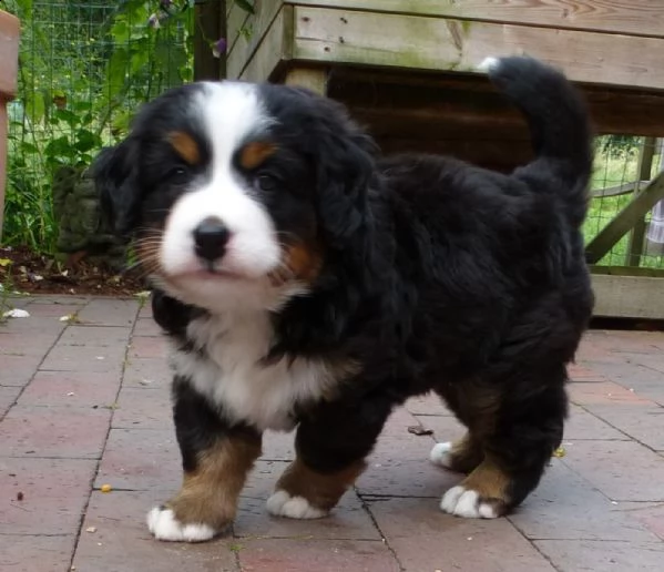 cuccioli di bernese addestrati | Foto 0