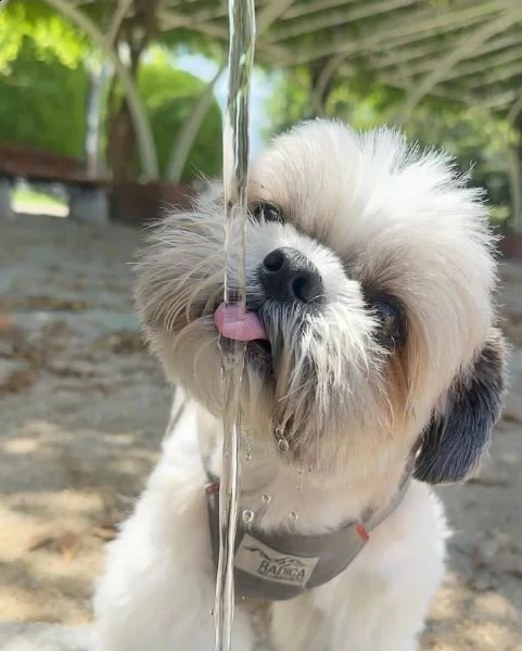 regalo cuccioli di shitzu meraviglioso il musetto degli shih tzu maschio e femmina tutti completamen