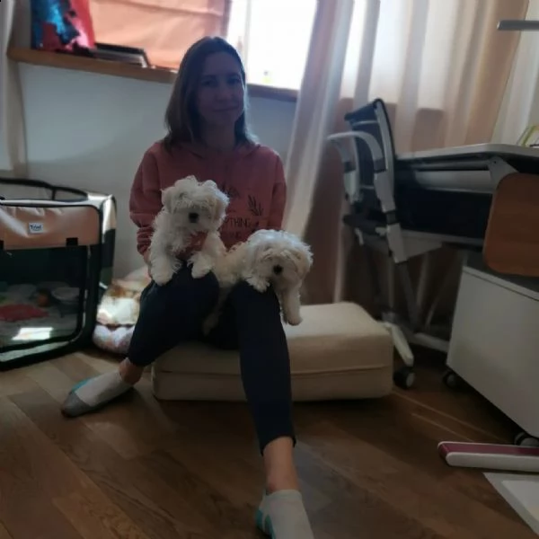 bellissimi cuccioli di maltese akc teacup disponibili regalo di famiglia per te abbiamo tre bellissi | Foto 0