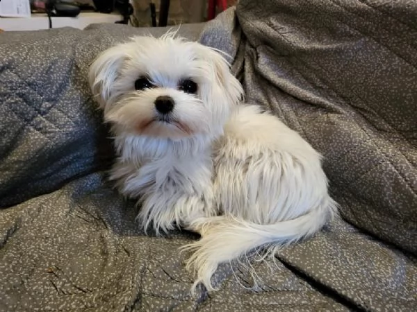 cuccioli maltesi di razza disponibili per la tua adorabile famiglia (regalo di famiglia) si tratta d