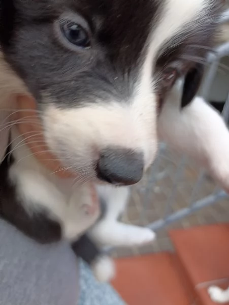 vendo cuccioli di border collie  | Foto 1