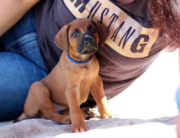 bellissimi cuccioli di ridgeback - per sempre