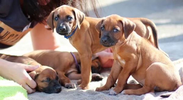 bellissimi cuccioli di ridgeback - per sempre | Foto 4