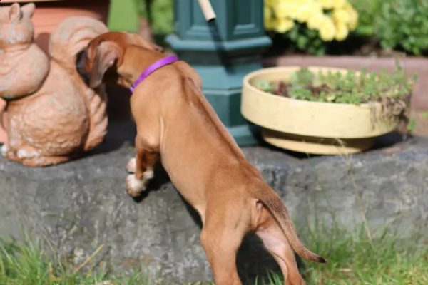bellissimi cuccioli di ridgeback - per sempre | Foto 3