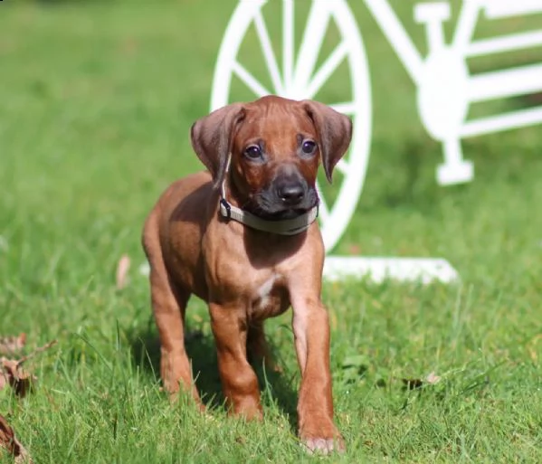 bellissimi cuccioli di ridgeback - per sempre | Foto 2