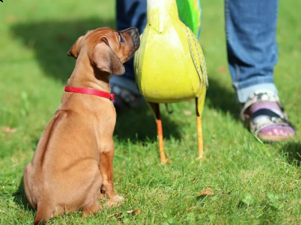 bellissimi cuccioli di ridgeback - per sempre | Foto 1