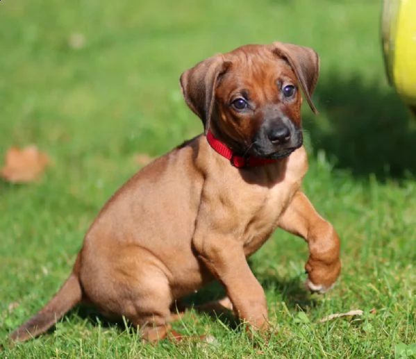 bellissimi cuccioli di ridgeback - per sempre | Foto 0