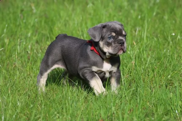dolcissimi cuccioli di bulldog francese con documenti