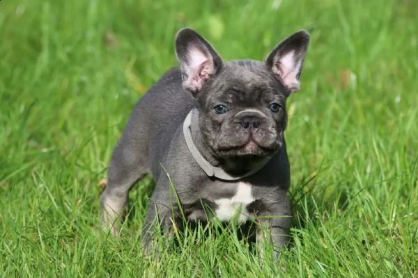 dolcissimi cuccioli di bulldog francese con documenti | Foto 1