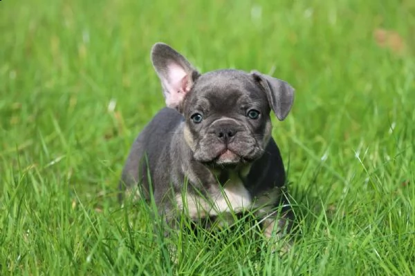 dolcissimi cuccioli di bulldog francese con documenti | Foto 0