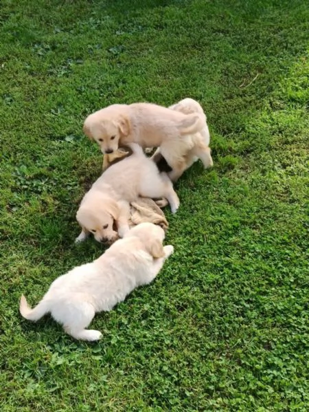 cuccioli di razza golden retriever con documenti