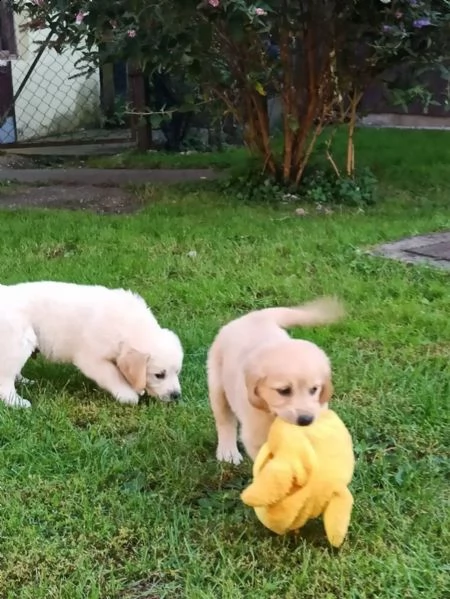 cuccioli di razza golden retriever con documenti | Foto 1