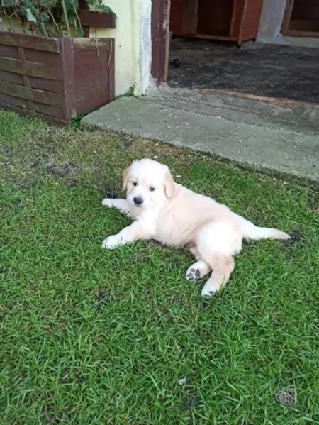 cuccioli di razza golden retriever con documenti | Foto 0