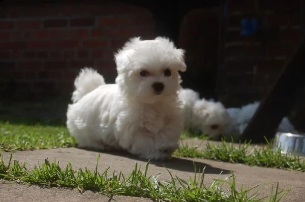 dolcissimi cuccioli maltesi di razza pura