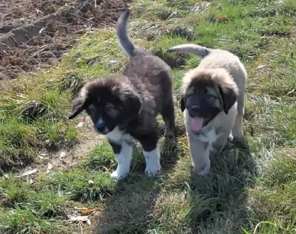 dolcissimi cuccioli di caucaso pronti per partire | Foto 1