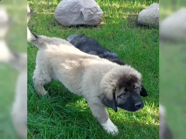 dolcissimi cuccioli di caucaso pronti per partire | Foto 0
