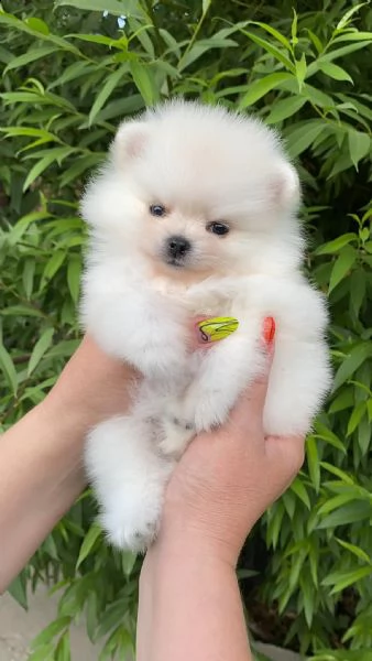 cuccioli di spitz nano tedesco