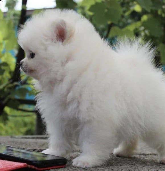cuccioli di spitz pomerania taglia mini