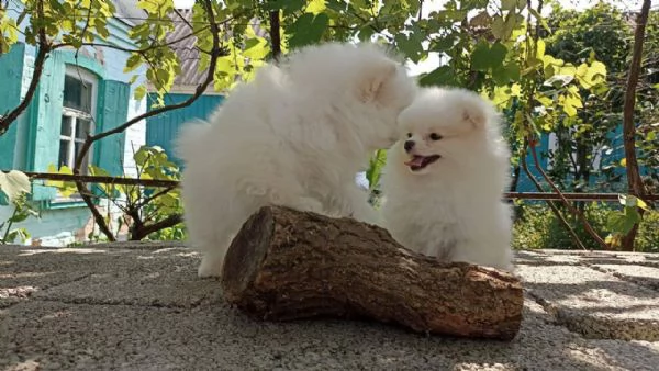 cuccioli di pomerania nani