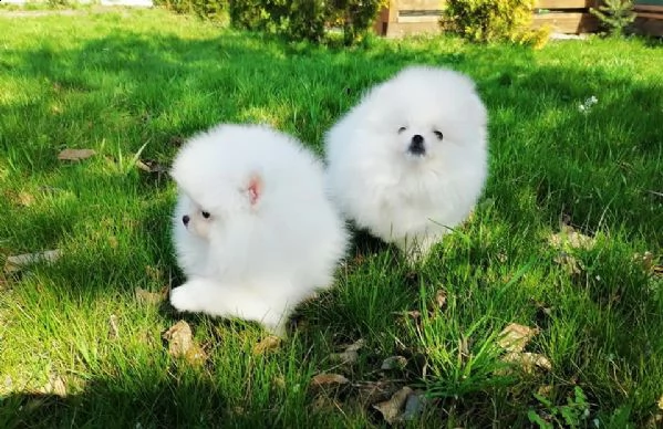 cuccioli pomerania toy