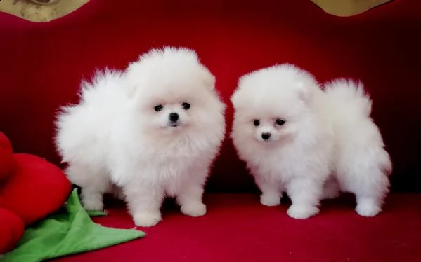 spitz pomerania maschio e femmina | Foto 0