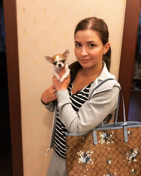 giocoso teacup chihuahua  cuccioli per adozione urgente maschio e femmina (omaggio) ho due cuccioli  | Foto 0
