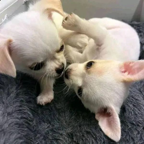 due cuccioli di chihuahua di razza pura (maschi a pelo corto) in blu fulvo e nero focato stanno cerc