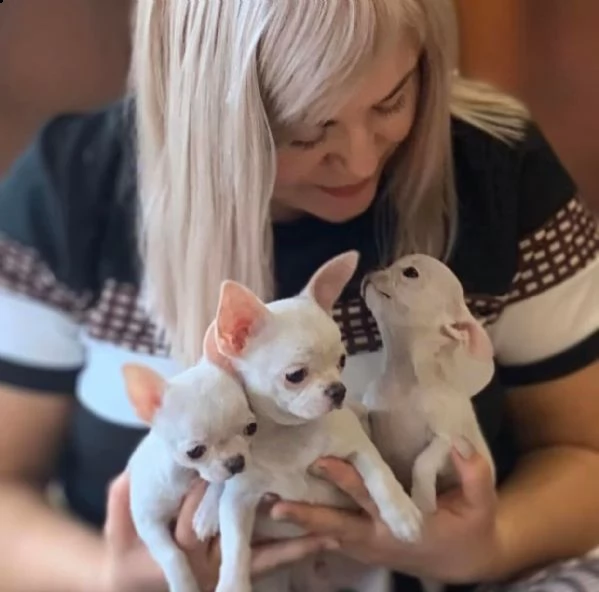 due cuccioli di chihuahua di razza pura (maschi a pelo corto) in blu fulvo e nero focato stanno cerc | Foto 0