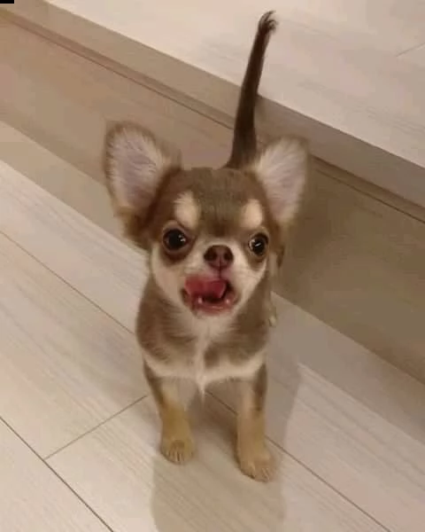 cuccioli di chihuahua carini e adorabili per l'adozione urgente questi chihuahua hanno tutti i colpi