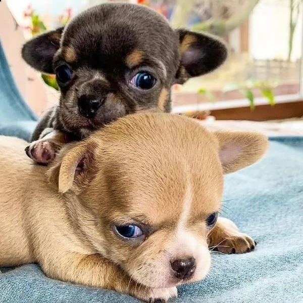 due cuccioli di chihuahua di prima classe disponibili per l'adozione maschio e femmina questi splend