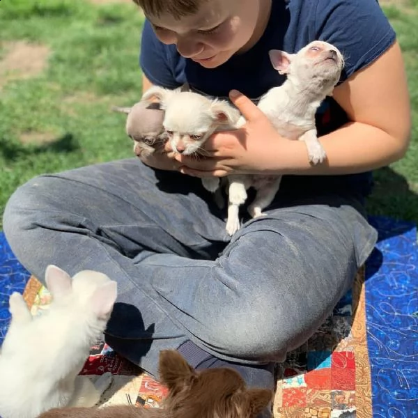 cuccioli di chihuahua carini e giocherelloni disposti a venire a casa tua cuccioli di chihuahua cari
