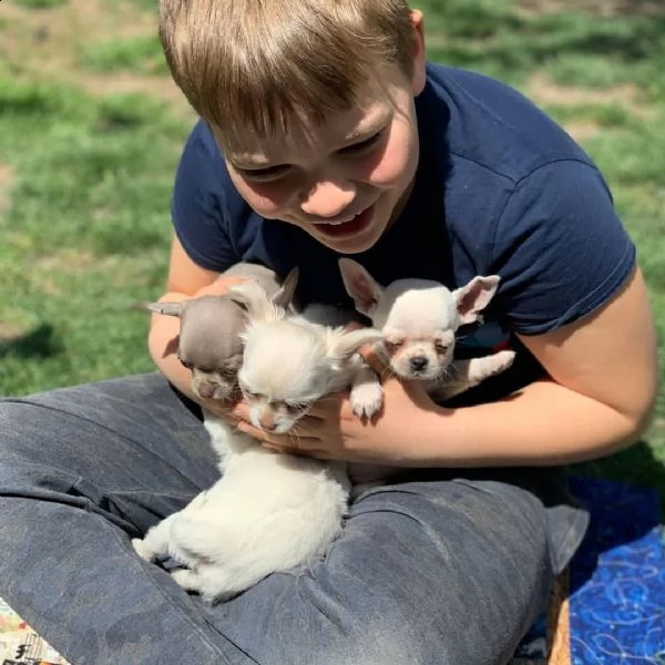 cuccioli di chihuahua maschi e femmine disponibili per una casa premurosa e amorevole.   sono molto  | Foto 0