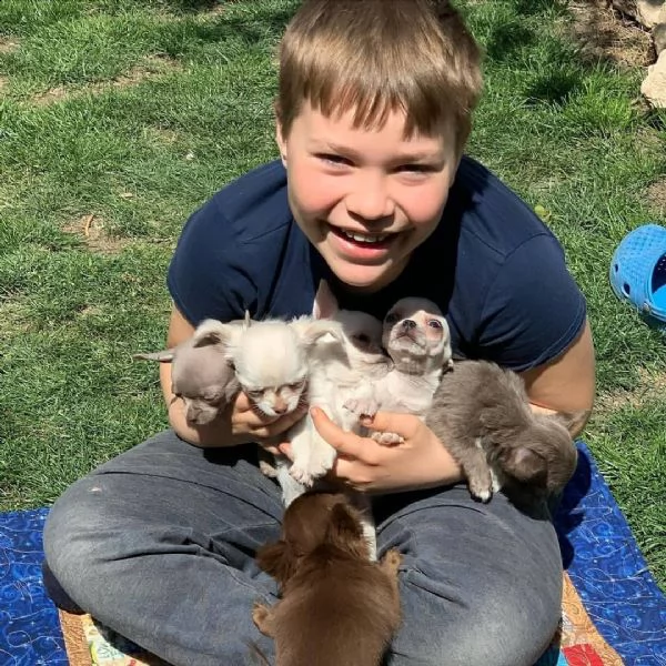 cuccioli di chihuahua maschi e femmine disponibili per una casa premurosa e amorevole.   sono molto 