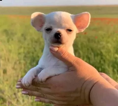 ottimi cuccioli di chihuahua regalo gratuito per la tua famiglia non siamo allevatori. siamo una fam