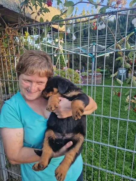 cuccioli rottweiler altamente selezionati disponibili