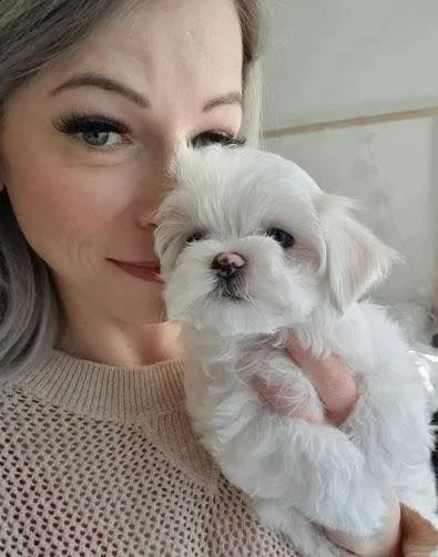 bellissimi cuccioli di maltese akc teacup disponibili regalo di famiglia per te abbiamo tre bellissi | Foto 0