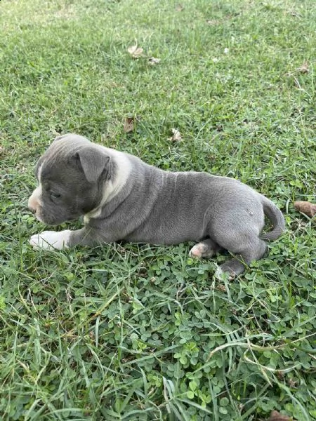 stafford terrier americano bellissimo cucciolo | Foto 5