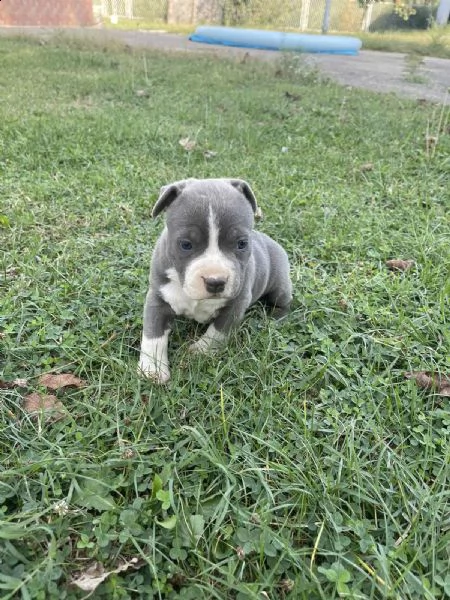 stafford terrier americano bellissimo cucciolo | Foto 4
