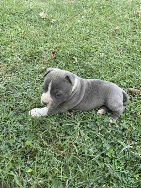 stafford terrier americano bellissimo cucciolo | Foto 3
