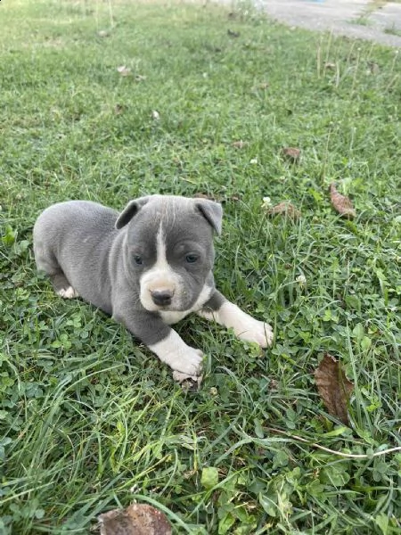 stafford terrier americano bellissimo cucciolo | Foto 2