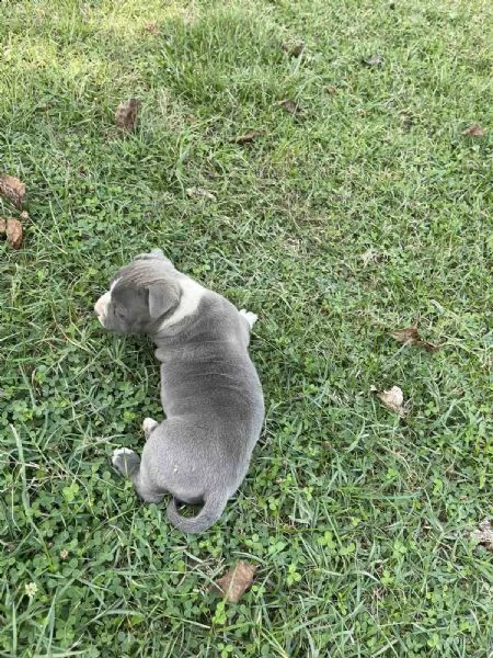 stafford terrier americano bellissimo cucciolo | Foto 1