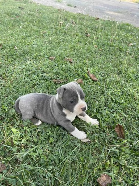 stafford terrier americano bellissimo cucciolo