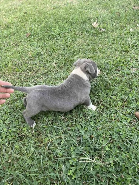stafford terrier americano bellissimo cucciolo | Foto 0