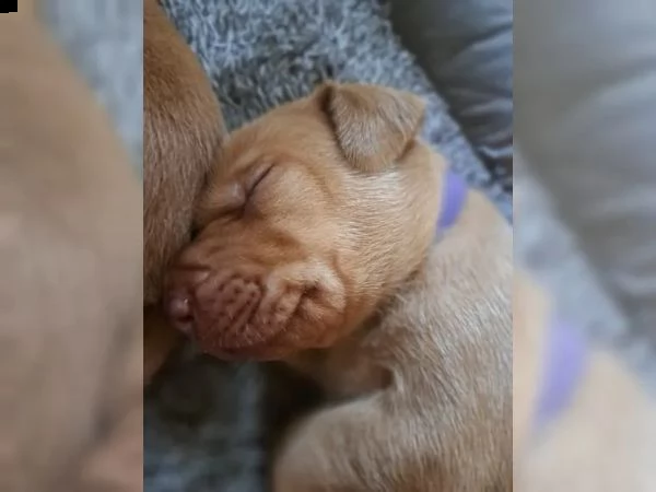 cuccioli di bracco italiano | Foto 5