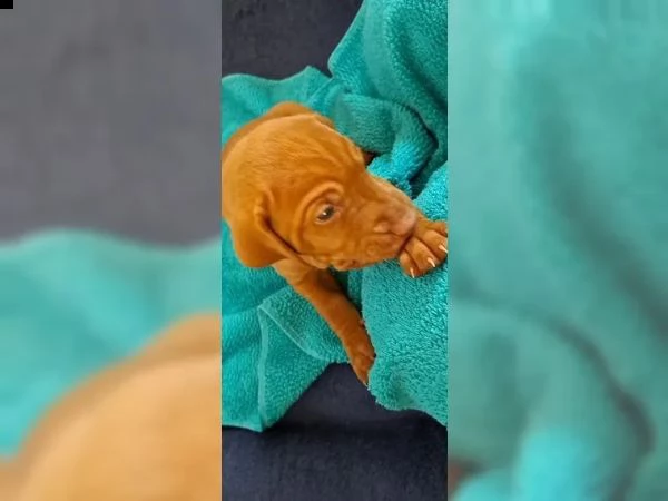 cuccioli di bracco italiano | Foto 1