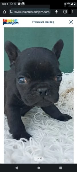 bulldog francese cuccioli | Foto 5