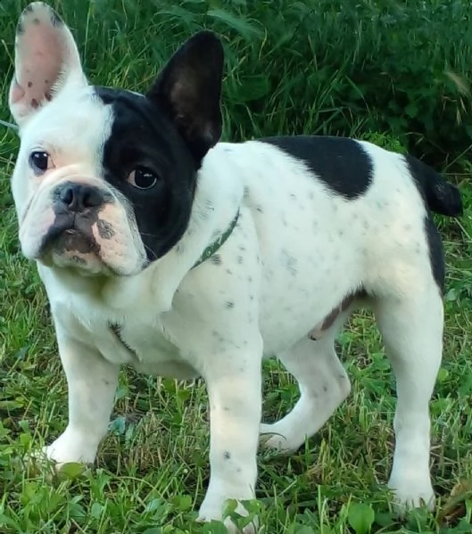 bulldog francese cuccioli | Foto 3